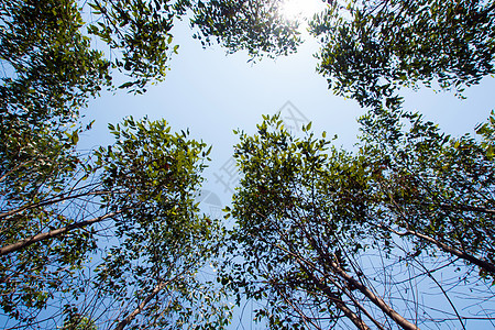 查看农田中叶树树的树顶纤维素森林分支机构工业木头农业植物群植物树梢天空图片