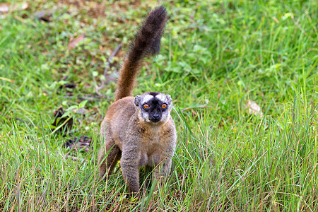 棕狐猴在草地和树干中玩耍 等待访客的到来榆树野生动物哺乳动物异国国家旅行灵长类公园丛林荒野图片