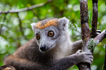 马达加斯加雨林中一棵树上的王冠狐猴异国哺乳动物榆树濒危动物雨林丛林情调受保护森林图片