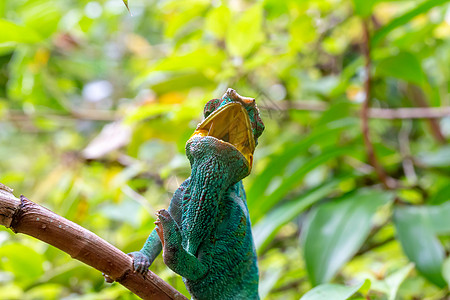 马达加斯加雨林的一个树枝上的变色龙动物荒野异国爬虫螺旋玻璃尾巴角叶热带宠物图片