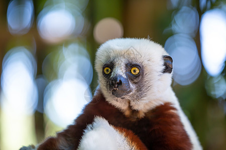 在马达加斯加岛国家公园的自然环境中古猿斗鸡动物群丛林动物眼睛哺乳动物旅游旅行灭绝图片