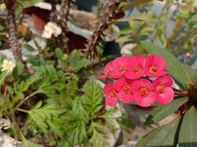 带绿树的红彩花季节粉色花瓣植物群农场花朵植物花园场地叶子图片