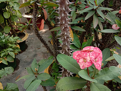 带绿树的粉色花朵植物绿色红色叶子场地雏菊季节花园花瓣橙子图片