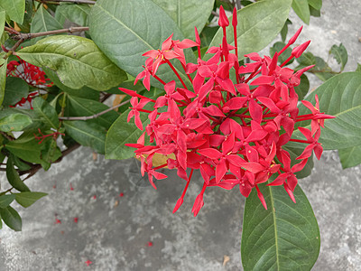 带绿树的红彩花场地美景季节红色花盆植物群雏菊绿色花朵粉色图片