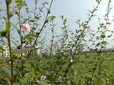 黄色和粉色混合花朵绿色季节雏菊红色花瓣叶子橙子场地洋甘菊植物群图片