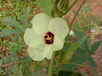 有绿树的黄黄色花朵植物群粉色花园农场雏菊叶子季节植物绿色洋甘菊图片