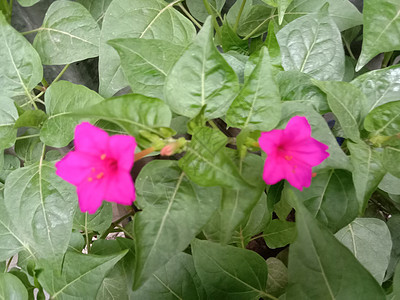 带绿树的粉色花朵雏菊绿色植物花瓣洋甘菊美景场地叶子农场花园图片