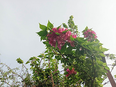 带绿树的粉色花朵橙子叶子植物植物群花园红色洋甘菊花瓣美景花盆图片