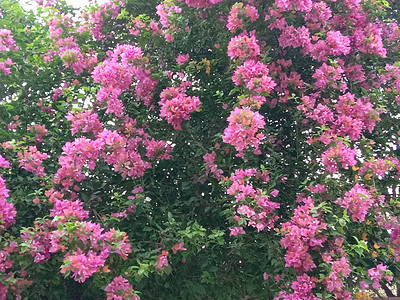 带绿树的粉色花朵美景花盆绿色花园红色洋甘菊植物群橙子季节植物图片