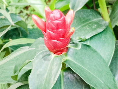 带绿树的红彩花叶子雏菊红色农场花园植物美景花瓣绿色季节图片