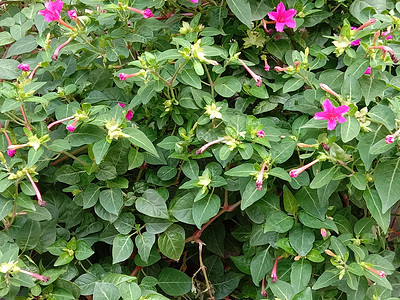 带绿树的粉色花朵农场植物群红色美景季节花盆场地花园洋甘菊叶子图片