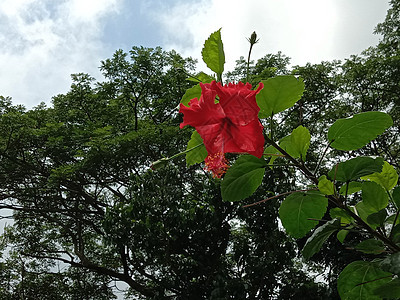 带绿树的红彩花雏菊花瓣季节红色叶子植物橙子粉色洋甘菊场地图片