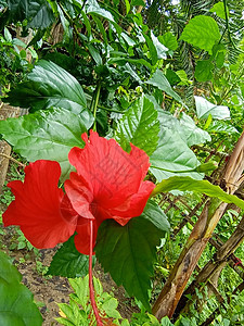 带绿树的红彩花花盆洋甘菊季节植物群叶子植物橙子粉色绿色花瓣图片