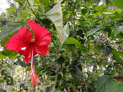 带绿树的红彩花粉色花瓣花园植物叶子花朵花盆植物群雏菊季节图片