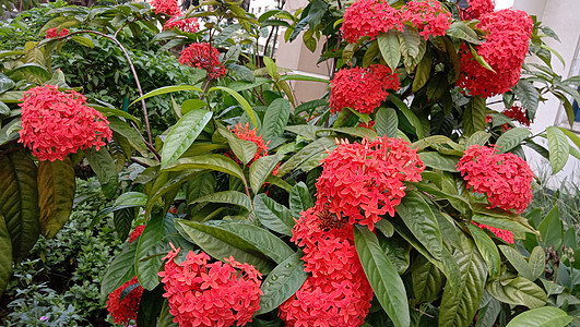 带绿树的红彩花红色橙子粉色季节植物植物群花盆花朵花园叶子图片