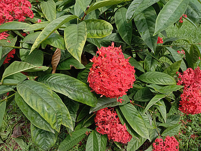 带绿树的红彩花洋甘菊花园绿色花盆叶子美景植物花朵红色植物群图片