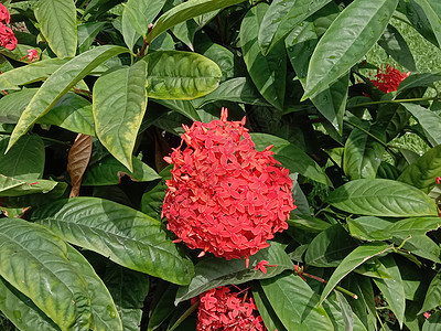 带绿树的红彩花花瓣雏菊红色花朵粉色植物洋甘菊季节美景花园图片