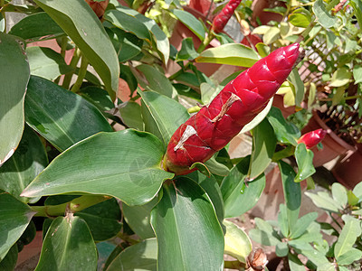 带绿树的红彩花花园叶子雏菊花瓣粉色农场绿色植物群植物花朵图片