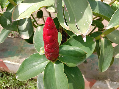 带绿树的红彩花叶子农场洋甘菊季节橙子植物花朵花园雏菊植物群图片