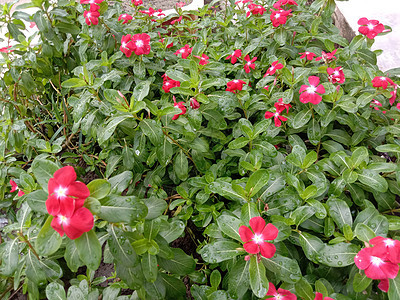 带绿树的红彩花花园花朵雏菊场地植物群花盆洋甘菊粉色叶子农场图片