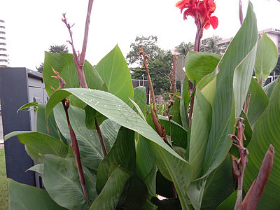 带绿树的红彩花雏菊绿色花朵花园花瓣场地季节叶子红色植物群图片