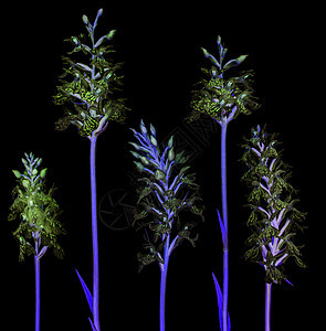 粉红兰花植物 有复制空间植物群装饰花束洋芋热带荒野紫色繁荣斑点兰花图片