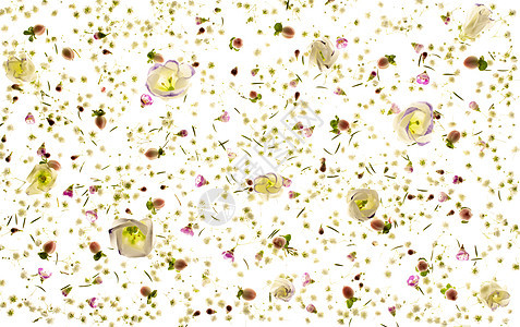 花朵花纹和花瓣的光质雄蕊植物群花粉叶子墙纸动物雌蕊宏观百合阴影图片