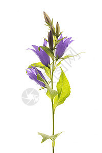 白底白形孤立的蓝花铃植物紫色植物学蓝色工作室雌蕊花粉荒野宏观叶子图片
