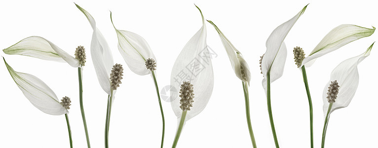 白色背景上孤立的美丽的白花朵Name图片