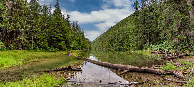 阿拉斯加史凯威附近冰湖的美丽全景 湖边郁郁葱葱的绿色森林 倒下的树在水中 作为背景的蓝色多云天空图片