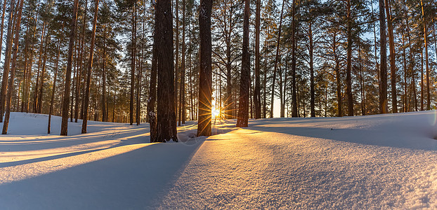 美丽的多雪的冬天风景全景与森林和太阳在黄金时段 在森林全景的冬天日落 阳光穿过树木 将金色的光芒洒在雪地上 俄罗斯 西伯利亚图片