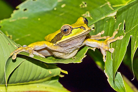 青蛙旅行素材哥斯达黎加科科科瓦多国家公园 新格拉纳达交叉横带树蛙野生动物脊椎动物自然保护区热带生态旅游历史避难所公园动物群旅行背景