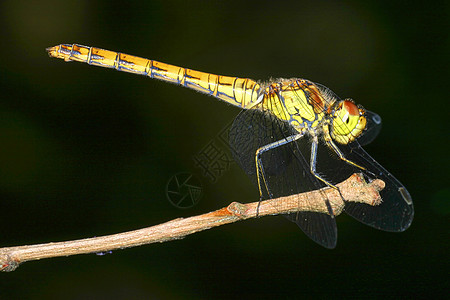 西班牙瓜达拉马拉马国家公园动物群蜻蜓昆虫学保护生态环境公园荒野避难所旅行图片