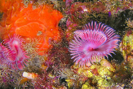 西班牙卡尔内格里自然公园自然公园生物珊瑚海洋生物潜艇荒野蠕虫栖息地动物群海洋潜水图片