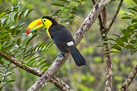 哥斯达黎加热带雨林野生动物翅膀多样性生活生物学动物保护鸟类观察动物群图片