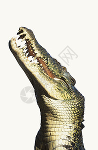 静生摄影牙齿危险成像绿色爬虫鳄鱼动物自然世界影棚计算机图片