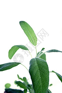 新鲜圣子植物学食物草本植物香料烹饪药品香气营养味道植物图片