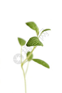 新鲜圣子丹参烹饪叶子香气草本植物营养园艺美味植物学植物图片