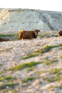 看着摄像机时 在牧场上看到孤独的棕色奶牛农村动物牛奶小牛好奇心喇叭哺乳动物白色家畜牛肉图片