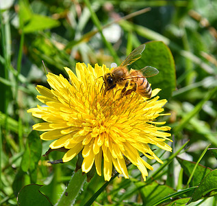 花朵上的蜜蜂花园场地宏观植物群花蜜昆虫动物绿色花瓣蜂蜜图片