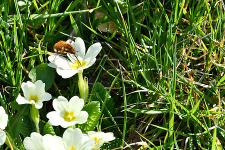 花上昆虫绿色黄色植物群场地花粉花园花瓣宏观植物蜂蜜图片