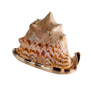 白色背景的海壳被孤立 美丽的贝壳海滩海螺收藏海岸饮食螺旋生物时间热带海洋图片