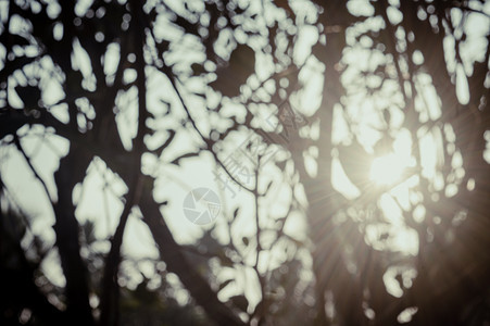 早晨的阳光透过树叶 通过背光明亮的阳光模糊前景轮廓中的森林布什林地环境 自然之美抽象主题背景图像 复制空间日落花园木质阴影晴天树图片