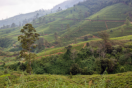 茶叶树种植园 种植茶叶的山丘图片