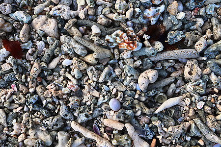 在天堂岛西切尔的海滩上 近距离靠近珊瑚海洋岩石螃蟹支撑热带大理石海岸旅行甲壳宏观图片