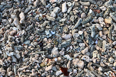 在天堂岛西切尔的海滩上 近距离靠近珊瑚野生动物海岸岩石海洋石头动物甲壳宏观螃蟹旅行图片