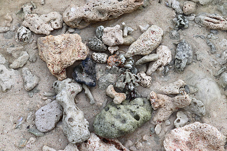 在天堂岛西切尔的海滩上 近距离靠近珊瑚花岗岩岩石旅行假期海岸海洋动物石头甲壳大理石图片