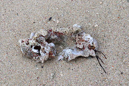 在天堂岛西切尔的海滩上 近距离靠近珊瑚花岗岩海岸甲壳螃蟹石头海洋贝类支撑旅行岩石图片