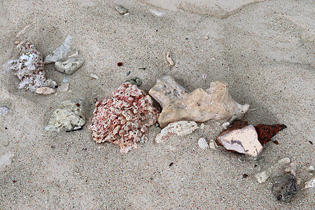 在天堂岛西切尔的海滩上 近距离靠近珊瑚假期旅行岩石宏观甲壳海岸贝类动物石头花岗岩图片