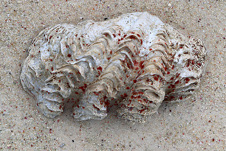 在天堂岛西切尔的海滩上 近距离靠近珊瑚假期岩石海岸甲壳石头宏观热带旅行野生动物支撑图片